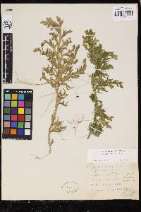 Selaginella flexuosa image