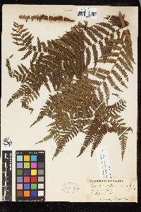 Cyathea atrovirens image