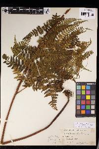 Hypolepis rugosula subsp. pradoana image