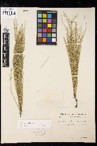 Equisetum palustre image