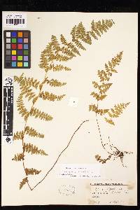 Tryonia myriophylla image