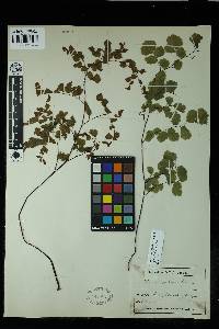 Adiantum thalictroides var. hirsutum image