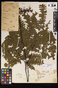 Adiantum abscissum image