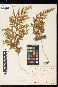 Hymenophyllum dilatatum image