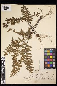 Adiantum obliquum image