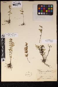 Cheilanthes lozanoi image