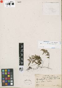 Hymenophyllum gorgoneum image