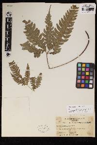 Pteris grevilleana subsp. digitata image