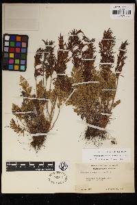 Cryptogramma acrostichoides image