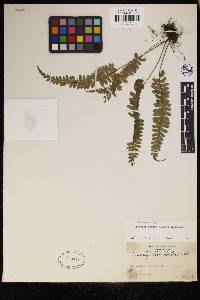 Lindsaea obtusa image