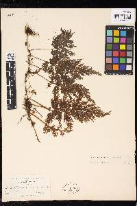 Hymenophyllum scabrum image