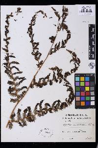 Alsophila mossambicensis image