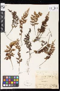 Hymenophyllum badium image