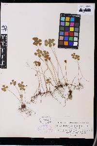 Marsilea hirsuta image