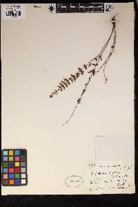 Oeosporangium velutinum image