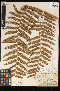 Cyathea pallescens image