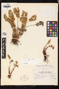 Anemia myriophylla image