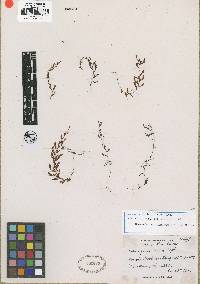 Hymenophyllum laxum image