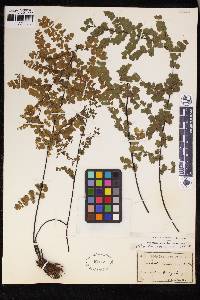 Adiantum concinnum image