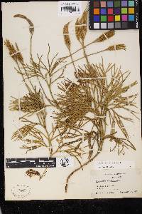 Diphasiastrum thyoides image