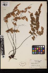 Adiantum andicola image