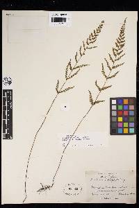 Lindsaea agatii image