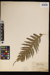 Pteris comans image