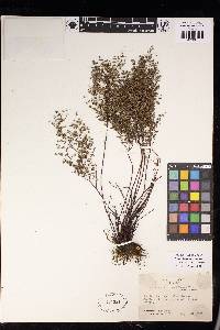 Argyrochosma microphylla image