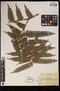 Pteris podophylla image