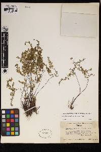 Adiantum aleuticum image