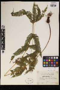 Pteris biaurita subsp. fornicata image