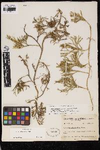 Diphasiastrum sabinifolium image