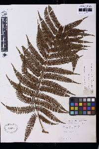 Cyathea arborea image