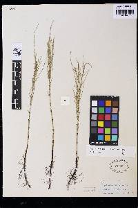 Equisetum x litorale image