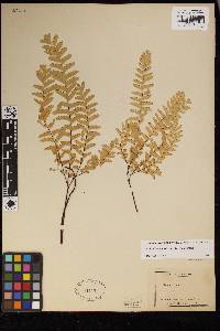 Adiantum aleuticum image