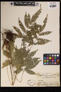 Pteris biaurita subsp. fornicata image