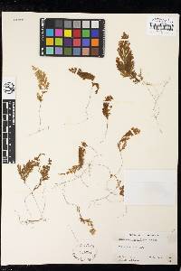 Hymenophyllum aeruginosum image