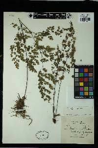 Adiantum venustum image