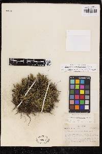 Selaginella weatherbiana image