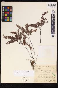 Adiantum flabellulatum image