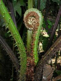 Image of Cyathea microdonta