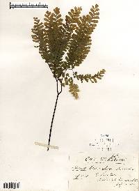 Adiantum pedatum image