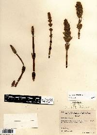 Equisetum arvense image