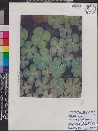 Marsilea mutica image