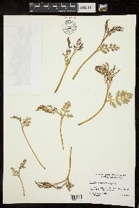 Botrychium matricariifolium image