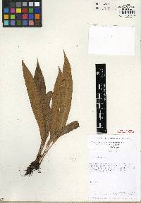 Elaphoglossum crispatum image
