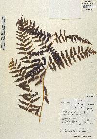 Cyathea chimborazensis image