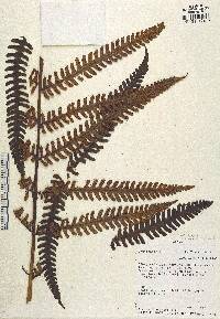 Cyathea mutica image