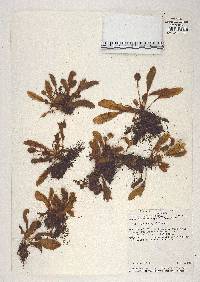 Elaphoglossum hayesii image