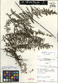 Adiantopsis australopedata image